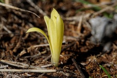 Sternbergia colchiciflora
