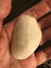 Platyodon cancellatus