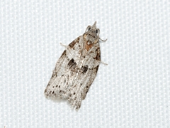 Isotenes miserana