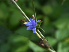 Cichorium