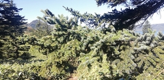 Picea glehnii