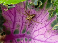 Oxyopes gracilipes