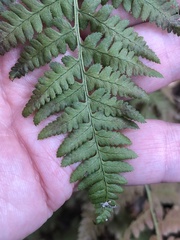 Dryopteris arguta