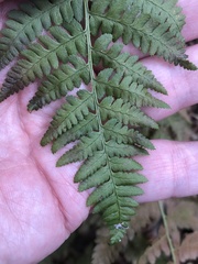 Dryopteris arguta