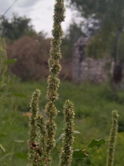 Amaranthus palmeri