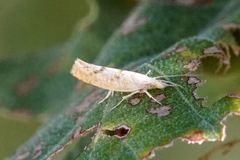 Ypsolopha