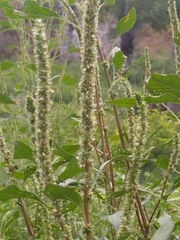Amaranthus palmeri