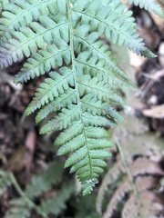 Dryopteris arguta