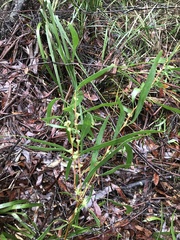 Hakea florulenta