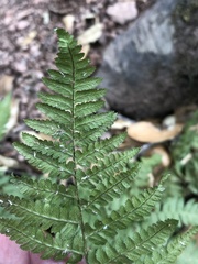 Dryopteris arguta