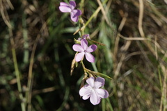 Dianthus ciliatus