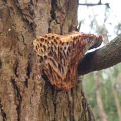 Hexagonia vesparia