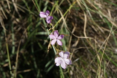 Dianthus ciliatus
