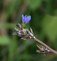 Cichorium