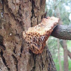 Hexagonia vesparia