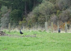 Porphyrio melanotus melanotus