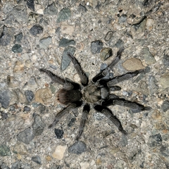 Aphonopelma johnnycashi