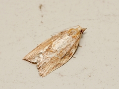 Epiphyas postvittana