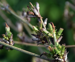 Cichorium