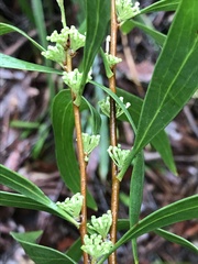 Hakea florulenta