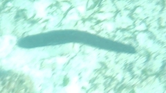 Holothuria leucospilota