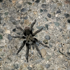 Aphonopelma johnnycashi