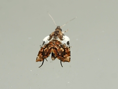 Acroceuthes metaxanthana