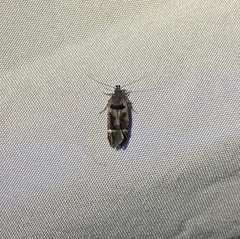 Pseudochelaria manzanitae