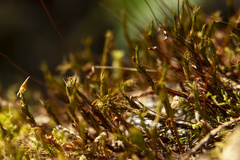 Polytrichastrum alpinum