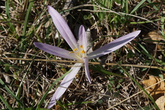 Colchicum autumnale