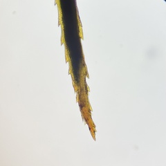 Polytrichastrum alpinum