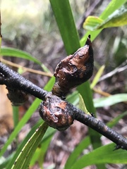 Hakea florulenta