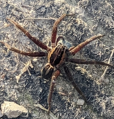 Dolomedes minor