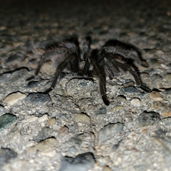Aphonopelma johnnycashi