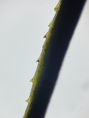 Polytrichastrum alpinum