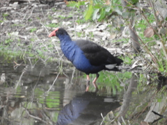 Porphyrio melanotus melanotus