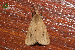 Mythimna
