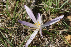Colchicum autumnale