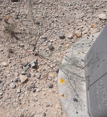 Thelesperma simplicifolium