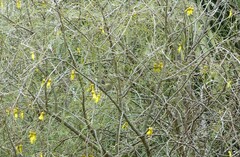 Anthornis melanura melanura