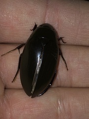 Hydrophilus triangularis