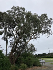 Eucalyptus gomphocephala