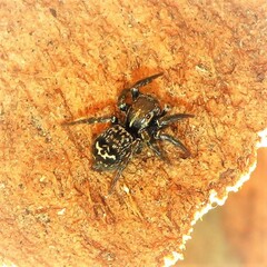 Saitis virgatus