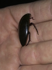 Hydrophilus triangularis