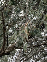 Eucalyptus gomphocephala