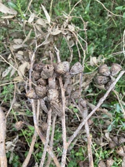 Eucalyptus gomphocephala