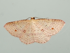 Epicyme rubropunctaria