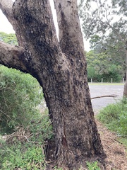 Eucalyptus gomphocephala