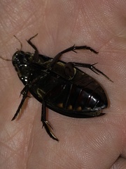 Hydrophilus triangularis