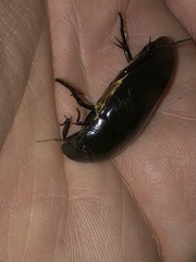Hydrophilus triangularis